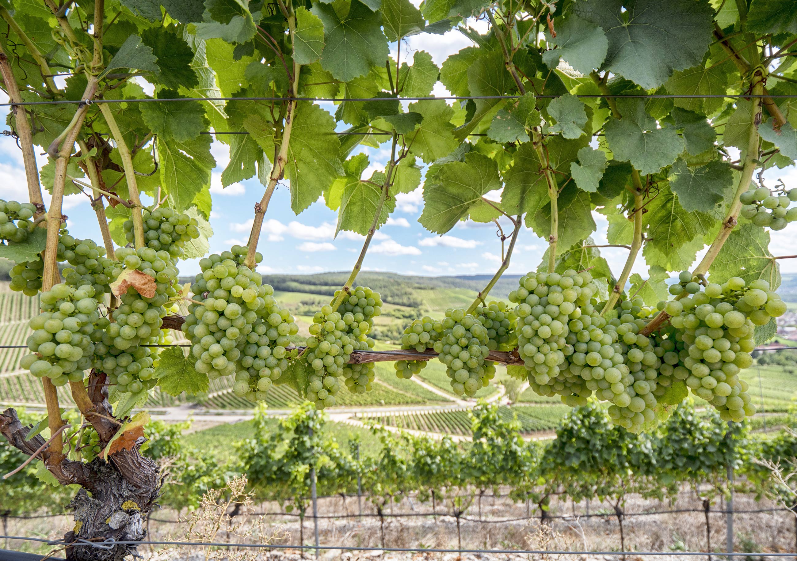Looking through a vine with ripe green grapes into the rolling hills of the vineyard